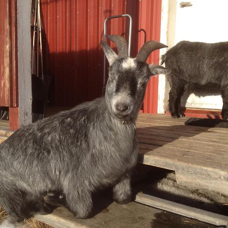 Ofelas Islandshaestar & Guideservice Kiruna község Kültér fotó