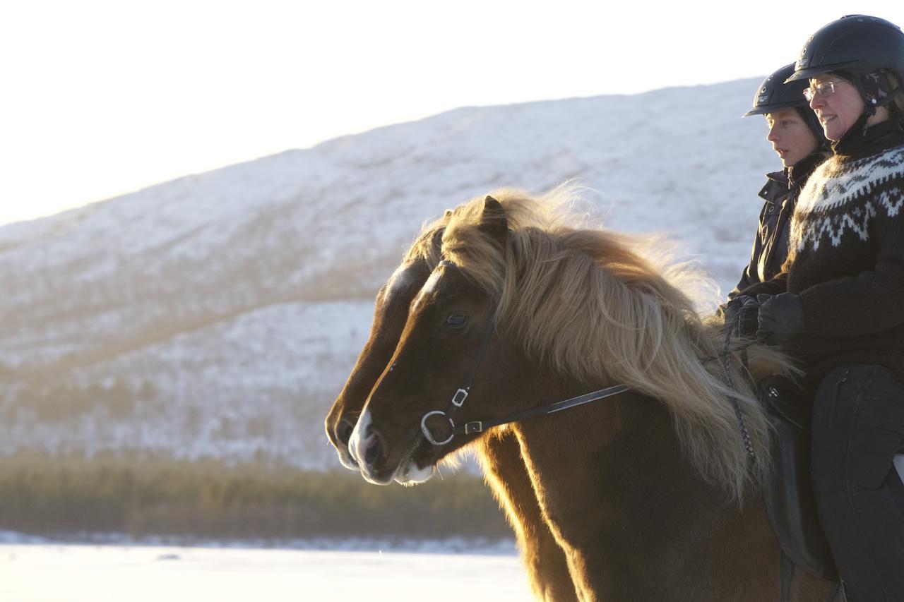 Ofelas Islandshaestar & Guideservice Kiruna község Kültér fotó
