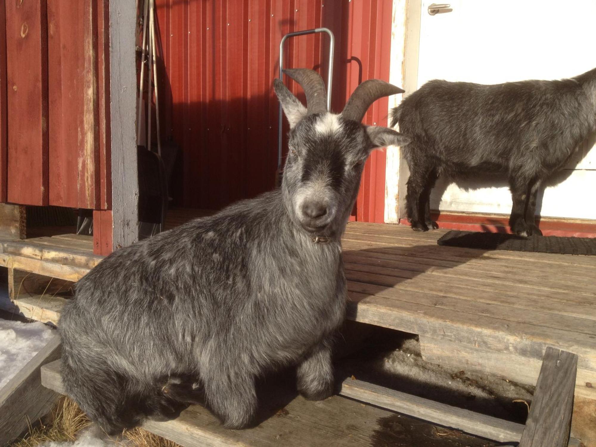 Ofelas Islandshaestar & Guideservice Kiruna község Kültér fotó