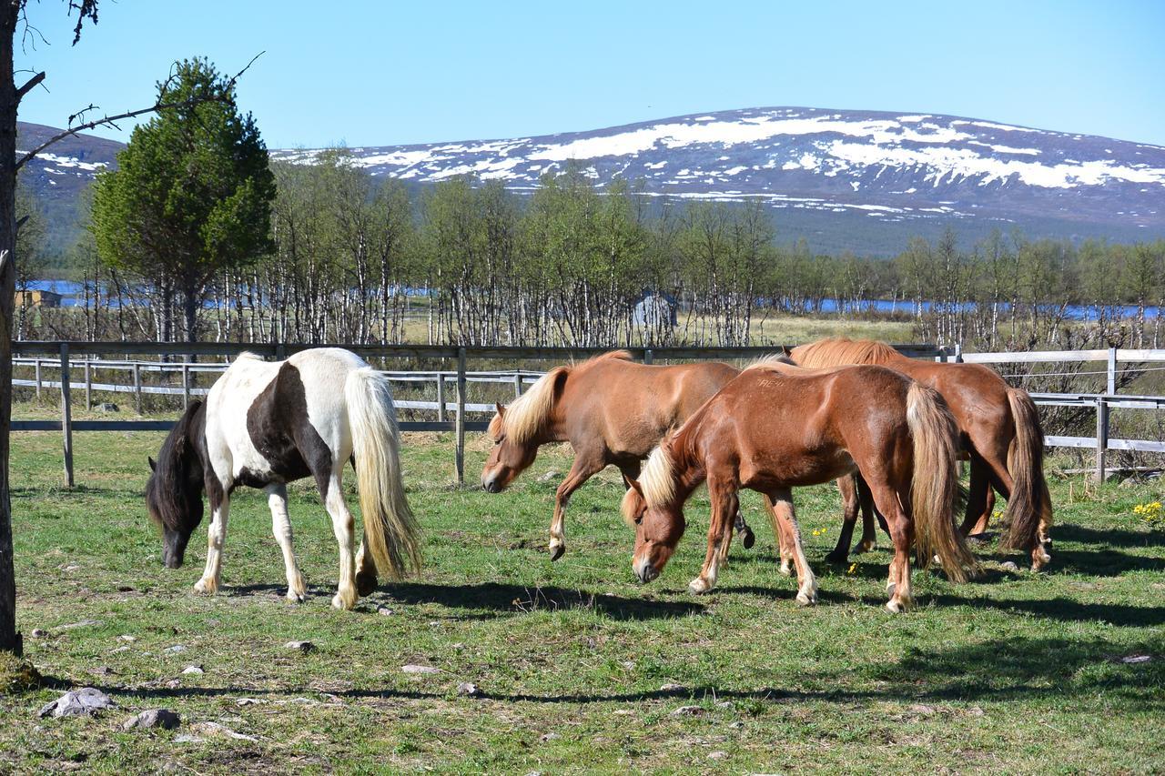 Ofelas Islandshaestar & Guideservice Kiruna község Kültér fotó