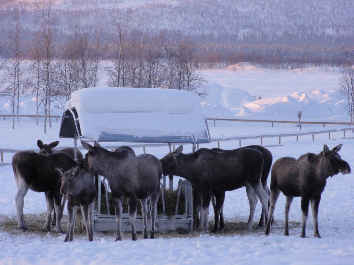 Ofelas Islandshaestar & Guideservice Kiruna község Kültér fotó