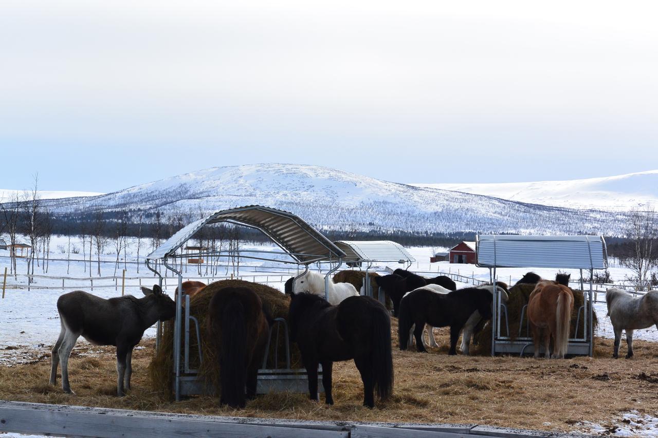 Ofelas Islandshaestar & Guideservice Kiruna község Kültér fotó
